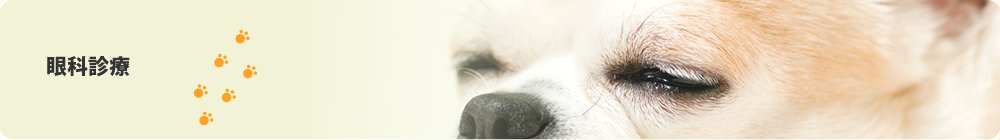 獣医眼科臨床 犬と猫の眼科診療 ここまでできる内視鏡 犬がかかり 
